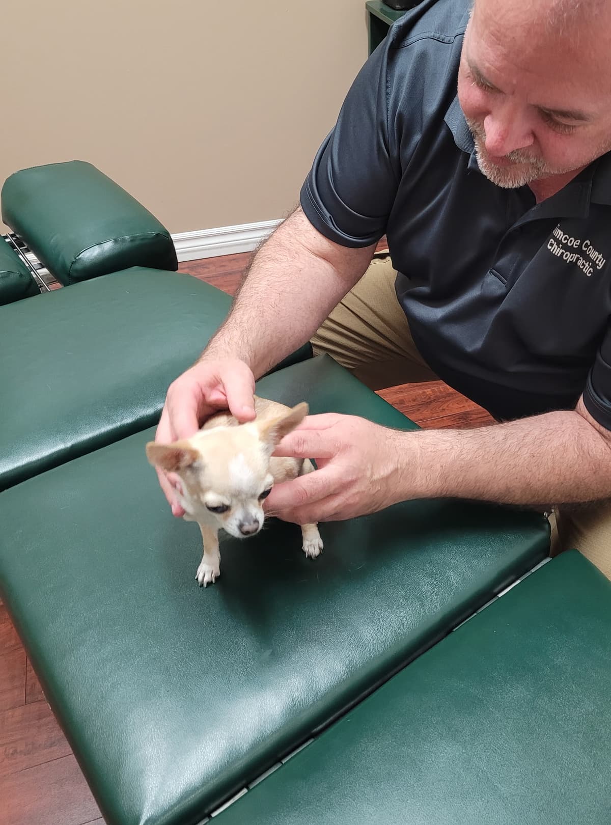 Chihuahua receiving treatment