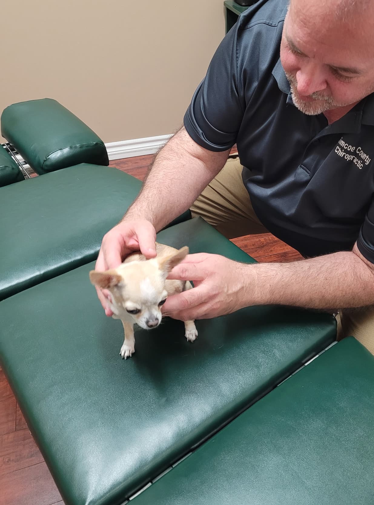 Chihuahua receiving treatment
