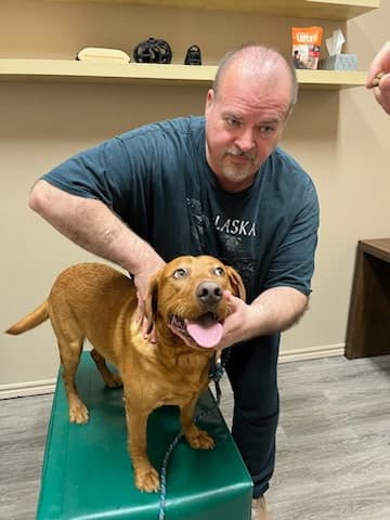 Dog receiving chiropractic care