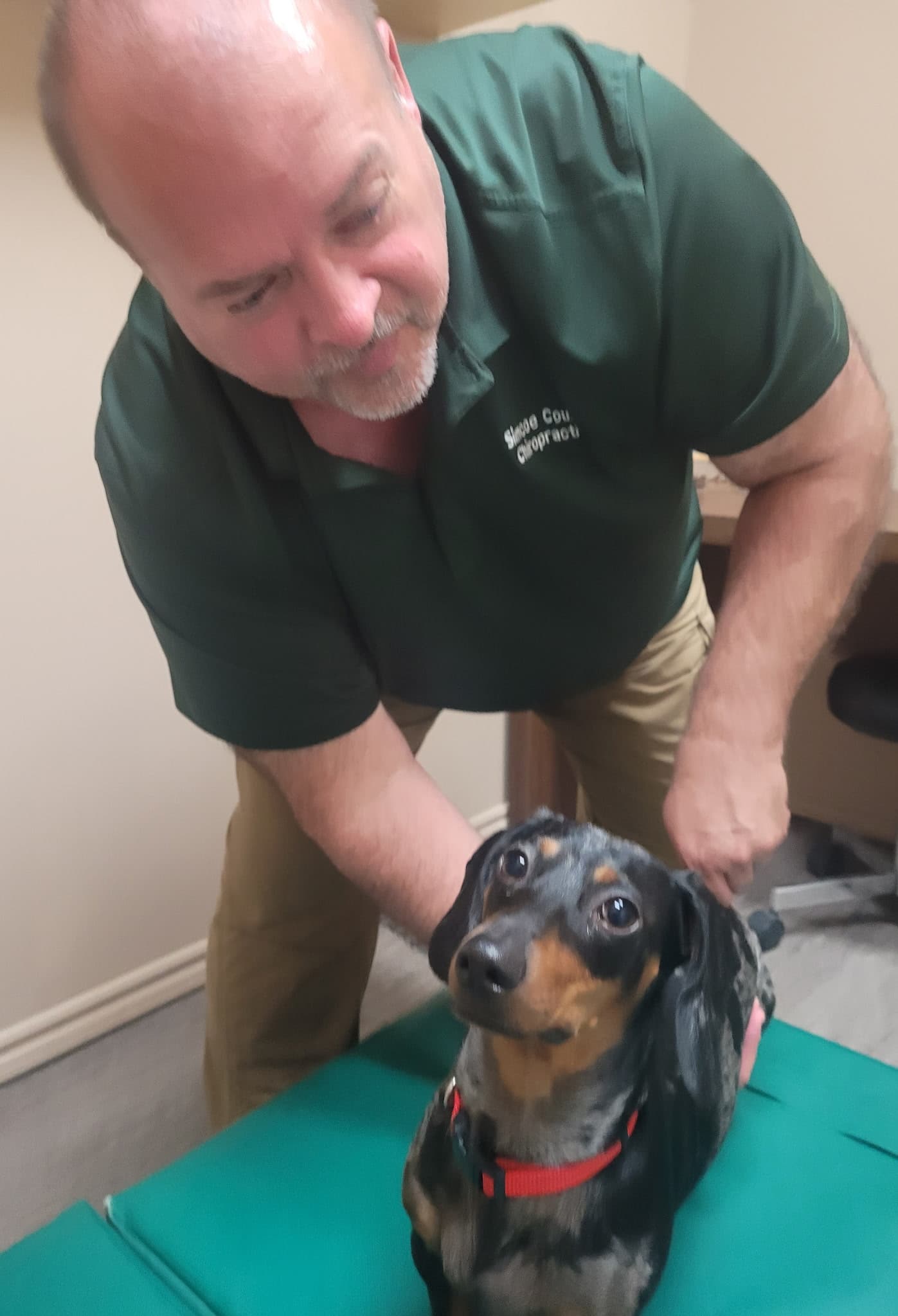 Dog 4