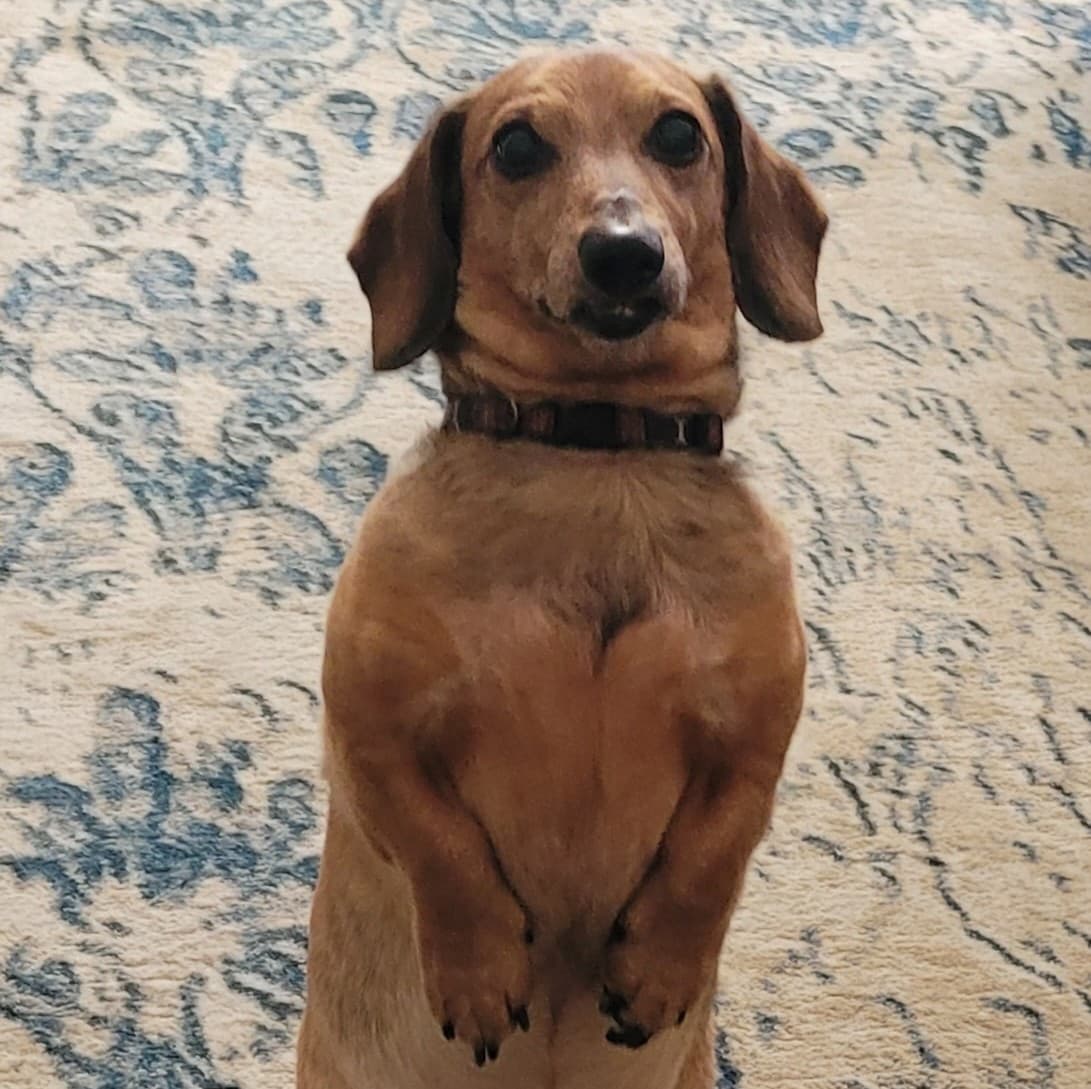 Dog 6
