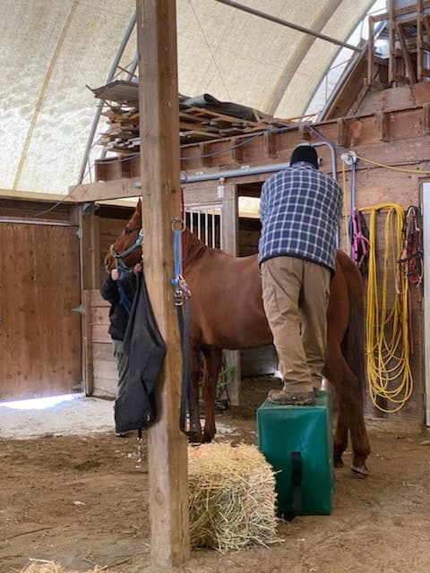 Horse chiropractic examination